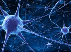 Neurophysiologische Hintergründe zu Faszien